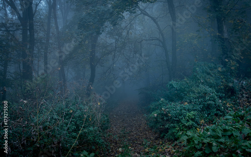 Path through a dark forest at night