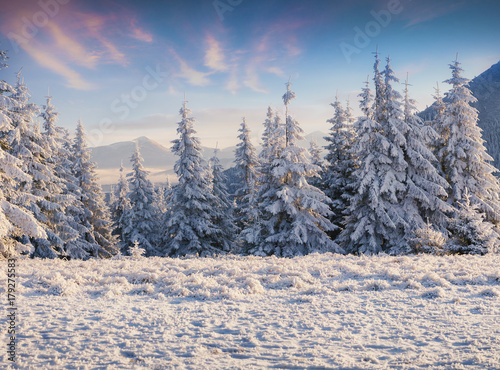 Fantastic winter sunrise in Carpathian mountains with snow covered fir trees. © Andrew Mayovskyy