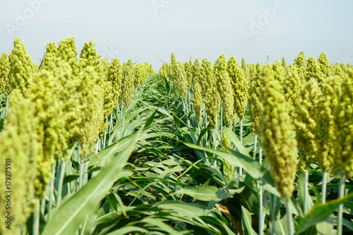 Selective soft focus of Sorghum field in sun light photo