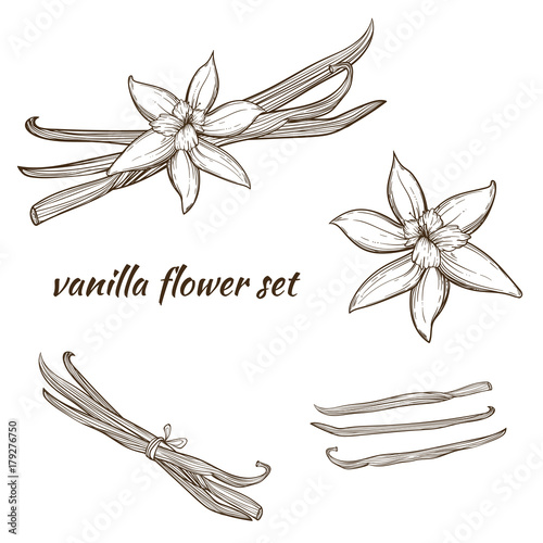 Vanilla pods and flower