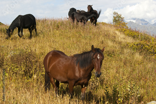 a small herd of horses grazes on an autumn meadow against a backdrop of mountain peaks