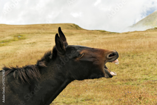 head of a screaming mule close-up on a landscape background photo