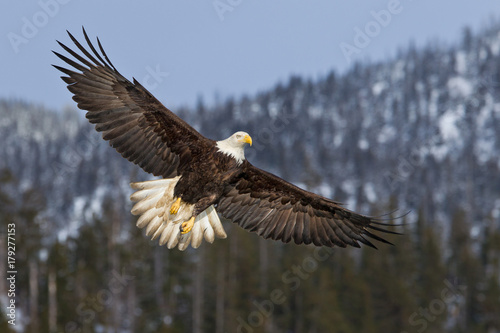Bald eagle flying high with mountains and trees in Alaska