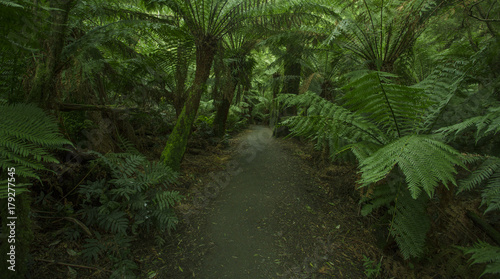 Paths Through Beautiful Forests in the Otways, Australia