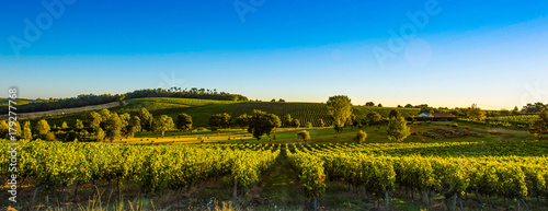 Sunset landscape bordeaux wineyard france photo