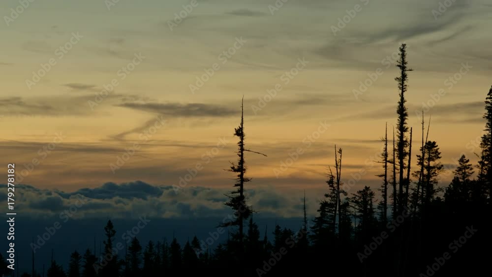 Roiling clouds at dusk sunset behind spires of trees forest silhouette