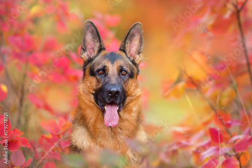 Stampa su tela Beautiful portrait of german shepherd dog in red and orange autumn leaves
