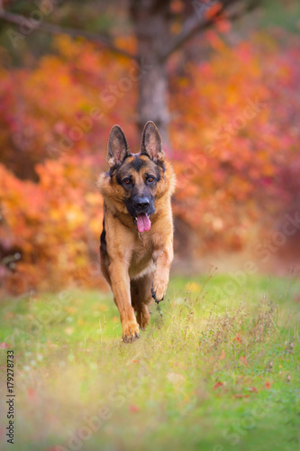 German shepherd dog run in autumn park