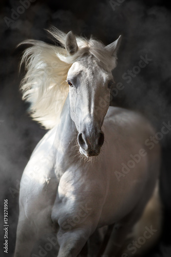 White andalusian horse with long mane on black background in motion