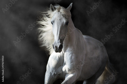 White andalusian horse with long mane on black background in motion © callipso88