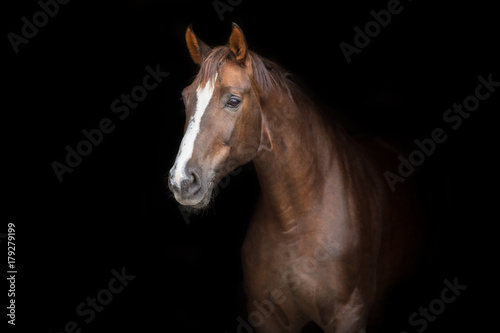 Fototapeta Naklejka Na Ścianę i Meble -  Red horse portrait on black background