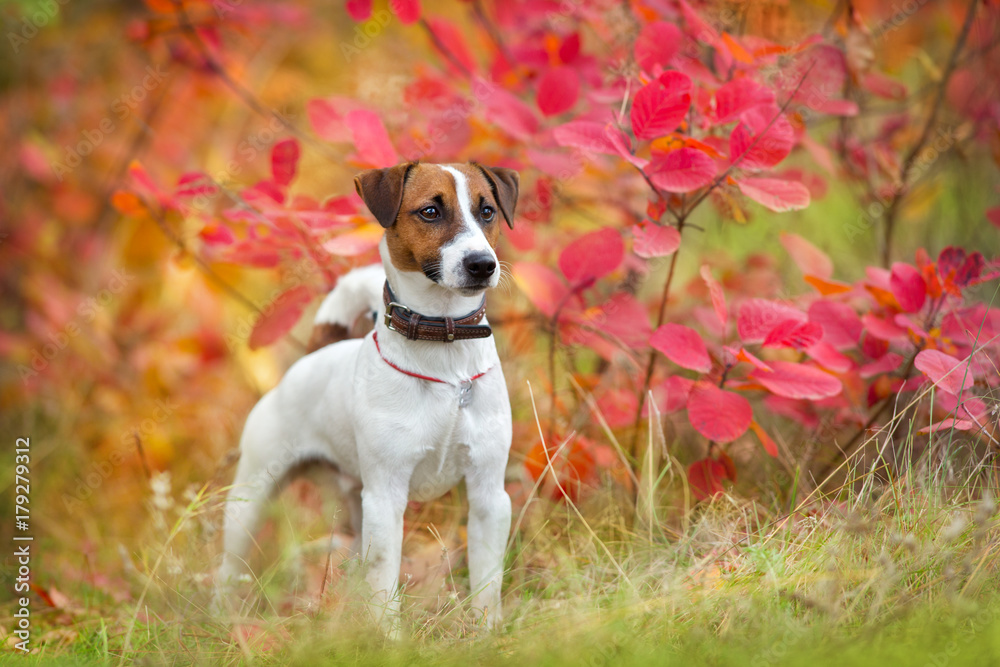 Jack russel terrier in autumn park Jack russel terrier in autumn park