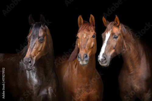 Horses portrait isolated on black background