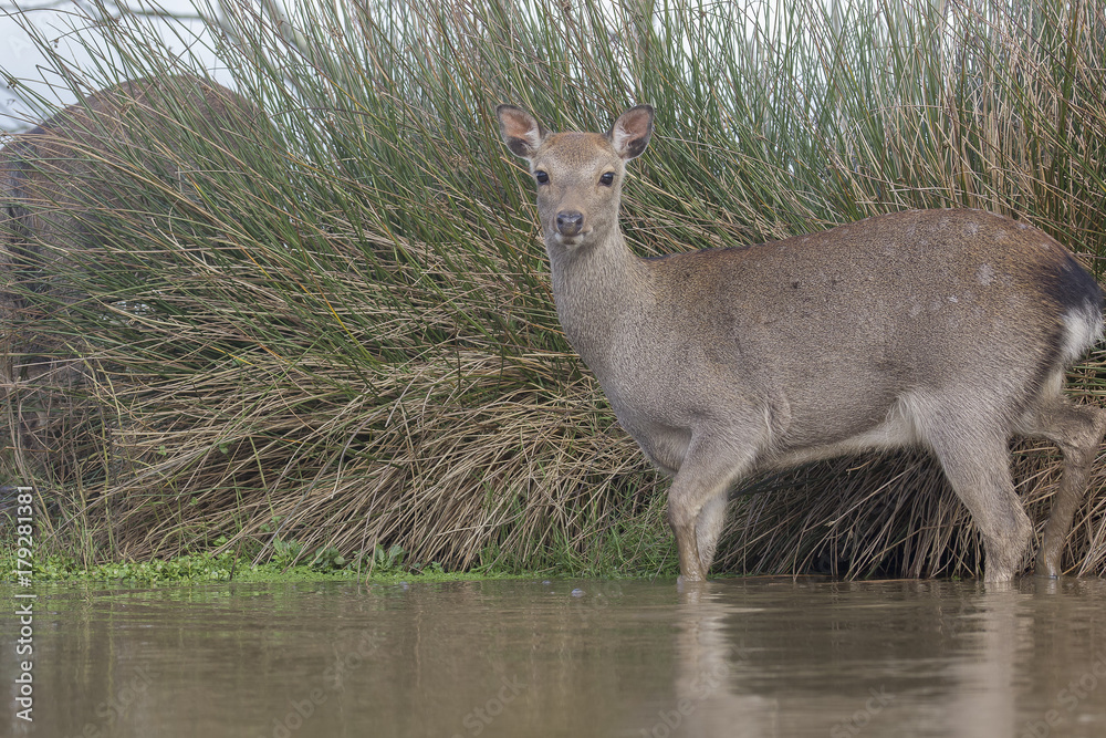 Obraz premium sika deer, stag, hind portrait from below and water