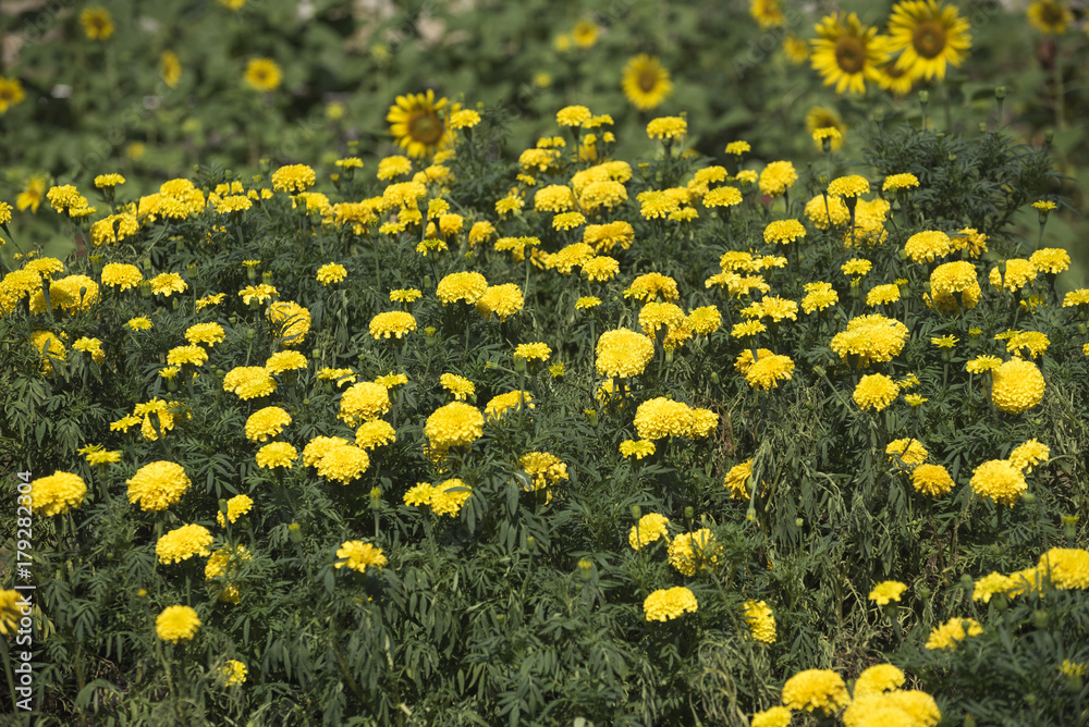 Garden of marigold flowers and sunflowers Garden of marigold flowers and sunflowers