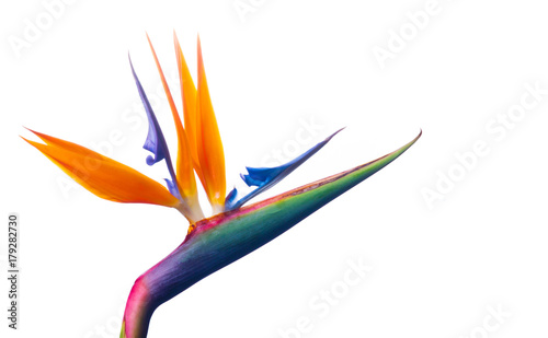 Bird of Paradise Flower on White Background