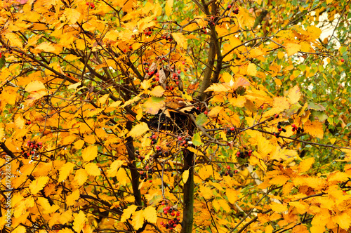 Jesienne żółte i brązowe liście na drzewach.