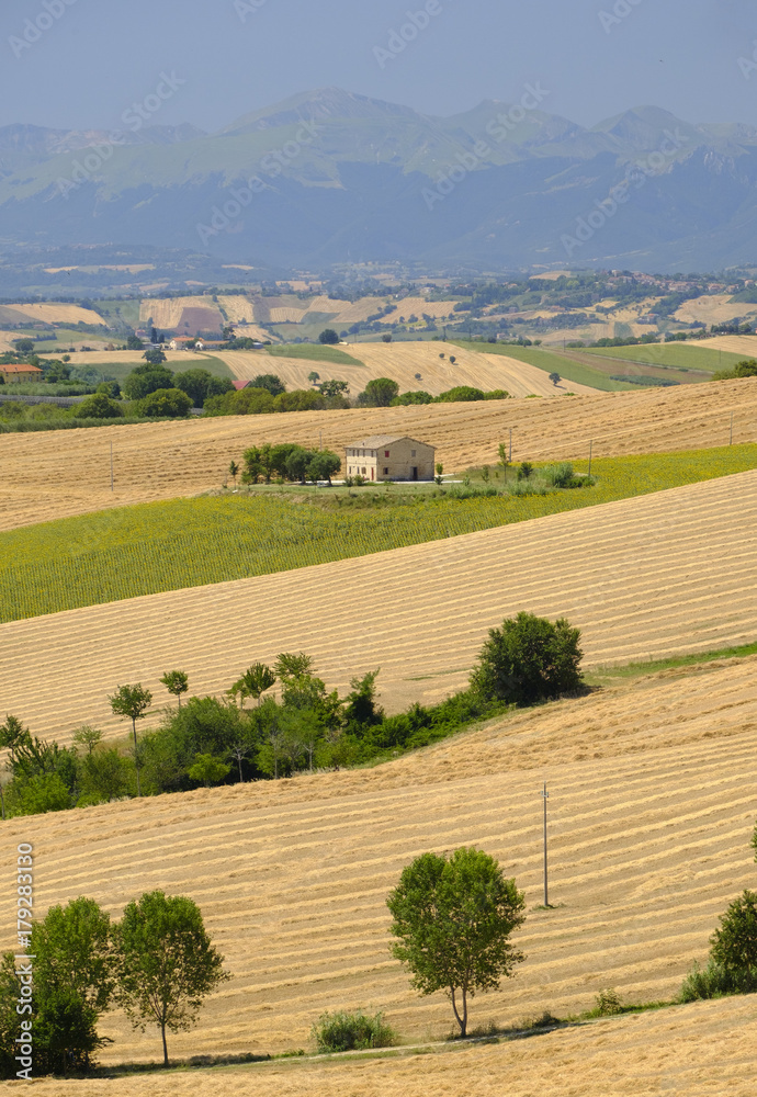 Fototapeta premium Summer landscape in Marches (Italy) near Appignano