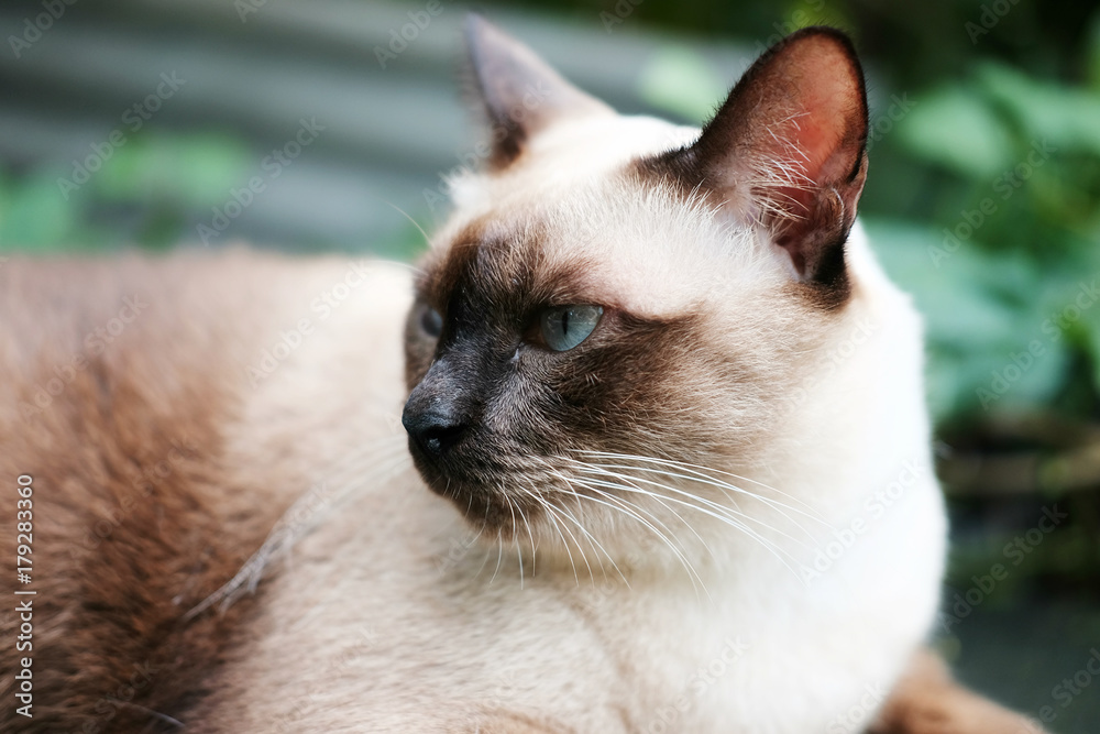 Thailand Cat lethargic.Siam cat sit on cement floor. Cat sit on white floor.