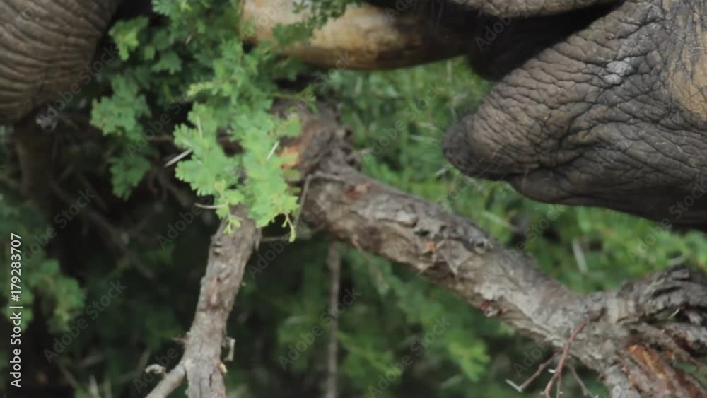 Closeup of Elephant Breaking Off Acacia Branch With Trunk and Eating the Leaves and Thorns Closeup of Elephant Breaking Off Acacia Branch With Trunk and Eating the Leaves and Thorns