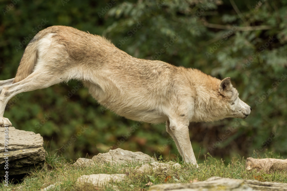Fototapeta premium A wolf stretches