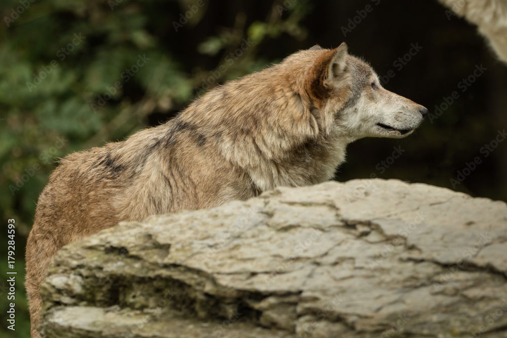 Fototapeta premium A wolf is looking around