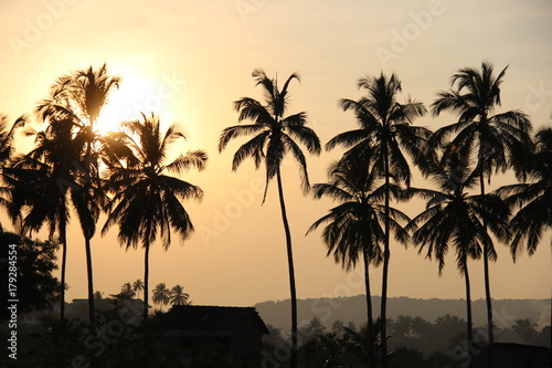 Date palms on the sunset background