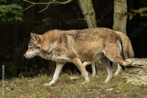 A wolf walks around mindfully