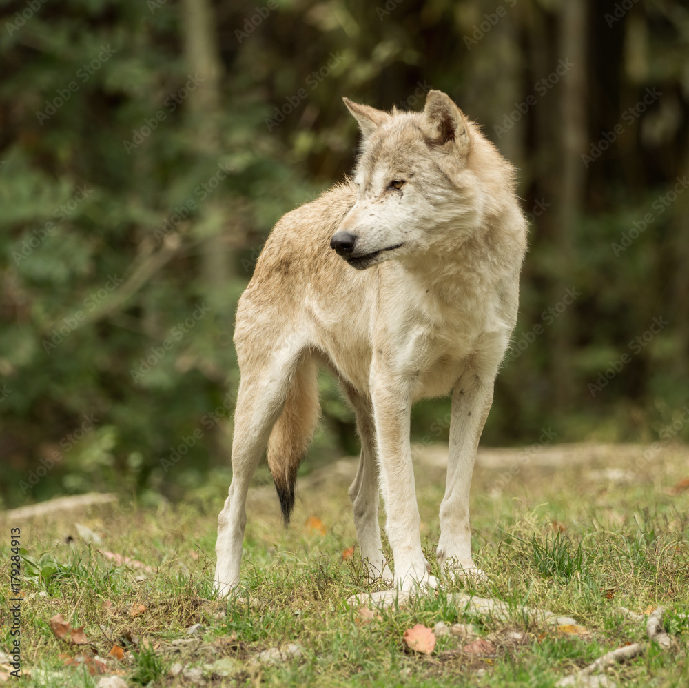 Fototapeta premium A wolf walks around mindfully