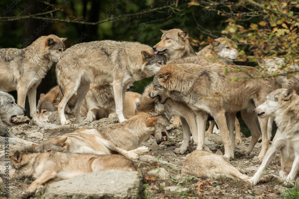 Fototapeta premium A pack of wolves on a rock