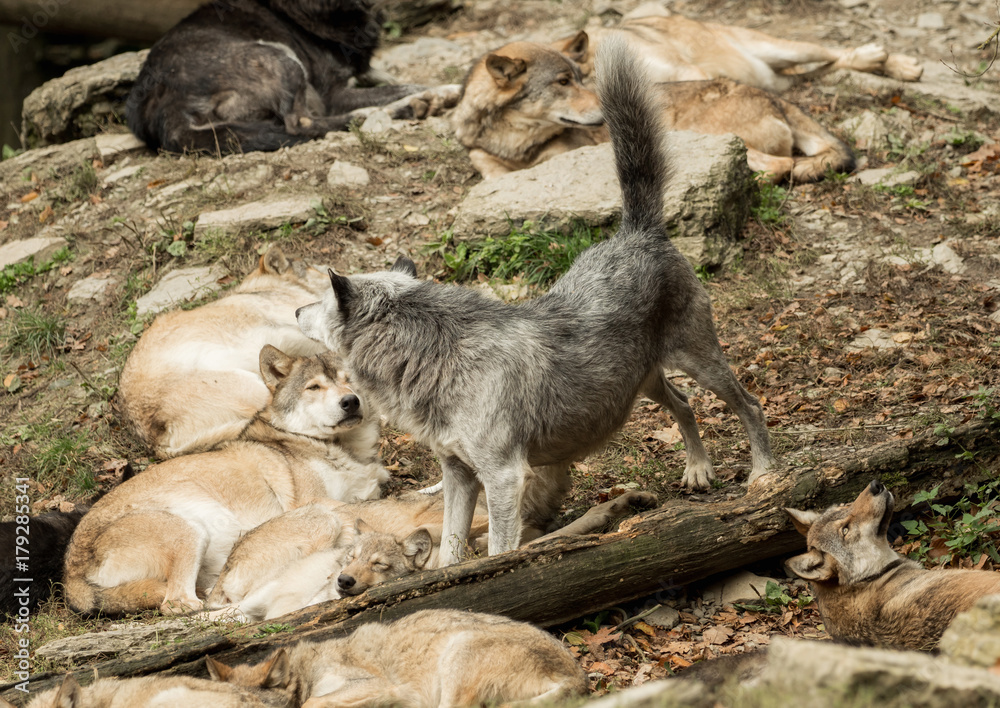 Naklejka premium A pack of wolves on a rock
