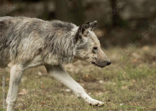 A wolf walks around mindfully © sandradombrovsky