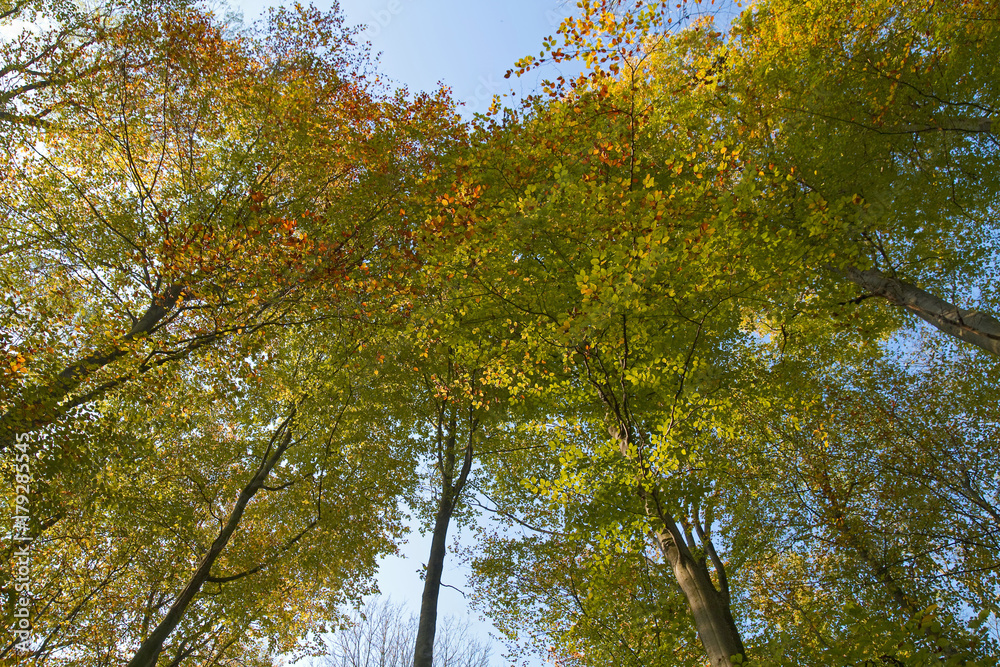 Obraz premium Herbstwald