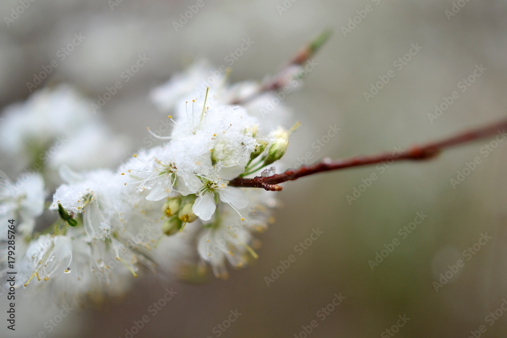 White Spring Blossom Covered In Snow White Spring Blossom Covered In Snow
