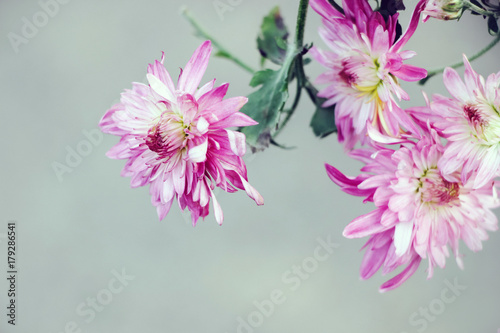 close up of pink chrysanthemum flower blossom