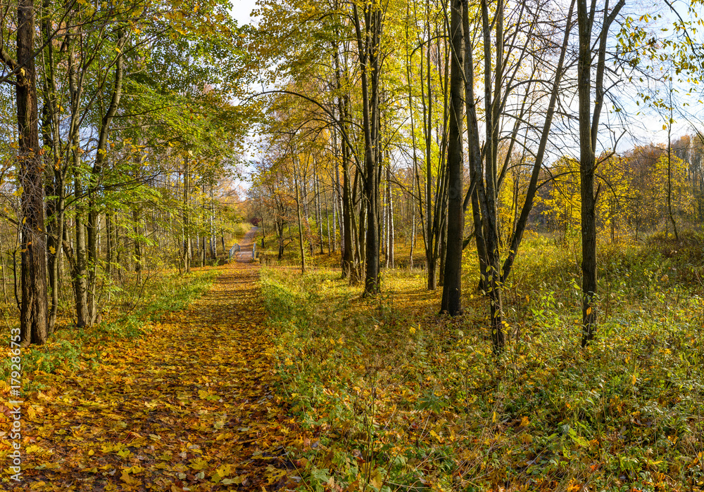 Golden autumn Golden autumn