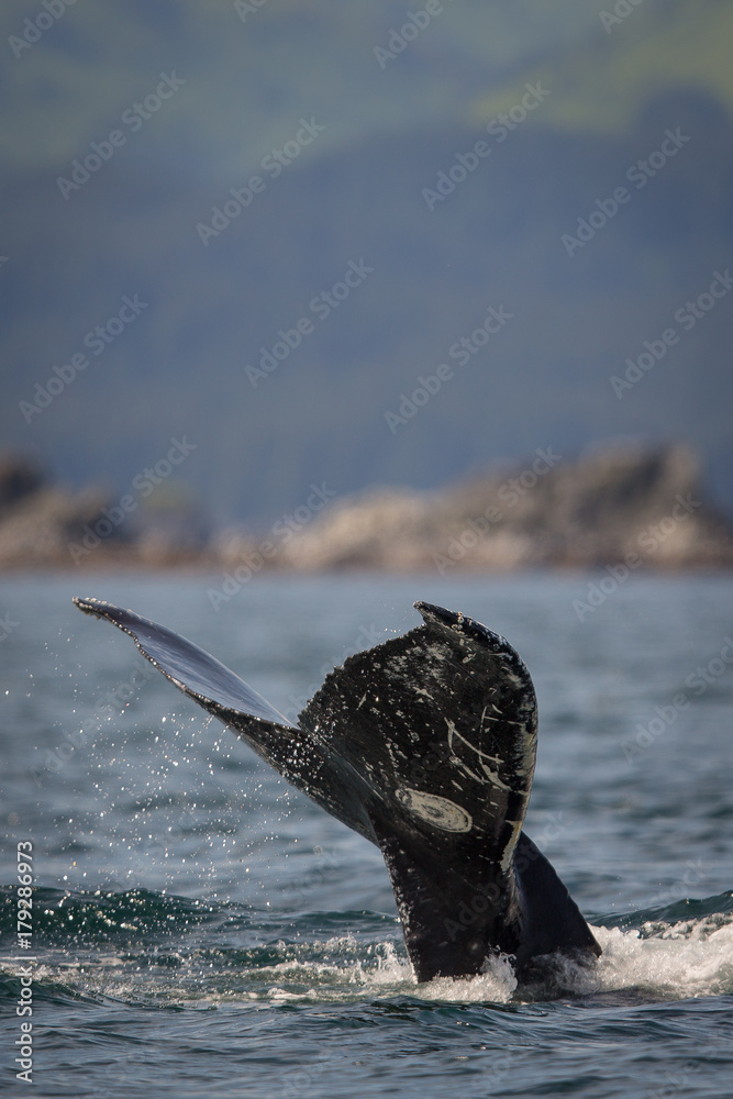 Fototapeta premium Humpback Whale Tail Up Close and Personal.