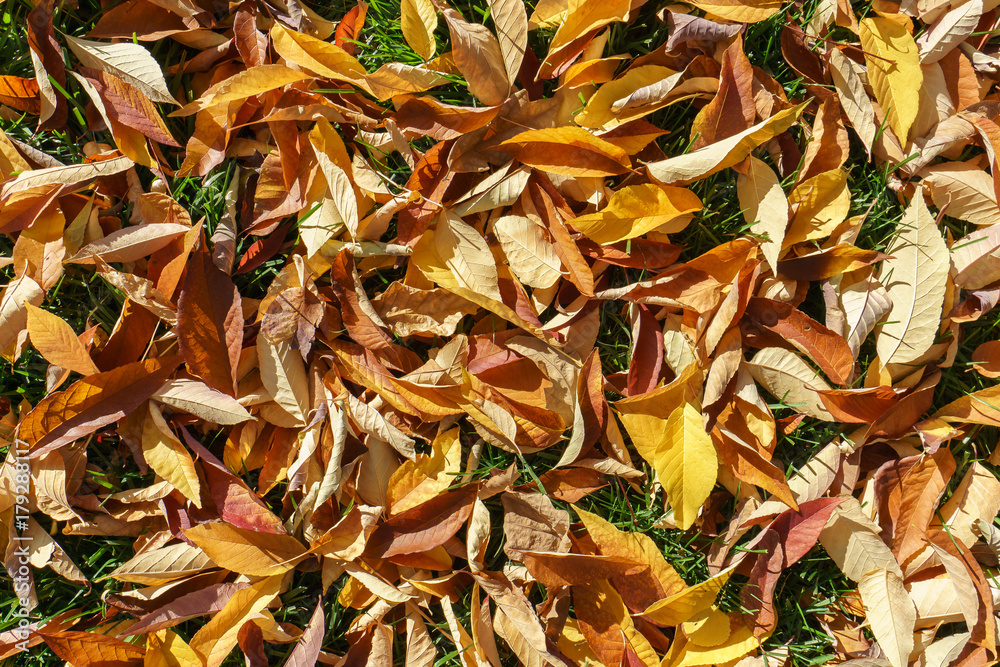 Autumn leaves on ground seen from above Autumn leaves on ground seen from above
