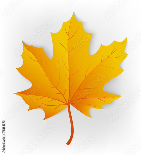 Autumn leaf. Leaf isolated on a white background. Autumn maple leaf. Vector