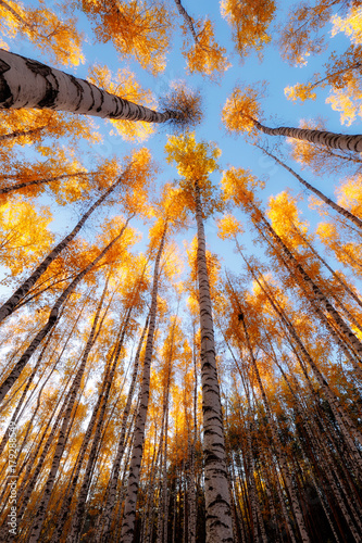 Yellow autumn leaves of trees against the blue sky. Birch forest in autumn. Nature background.