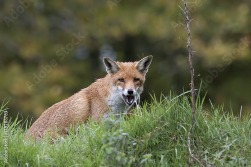 red fox close up portrait while in long grass with background