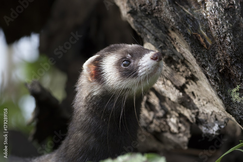 Photos polecat close up portrait with leaves and tube