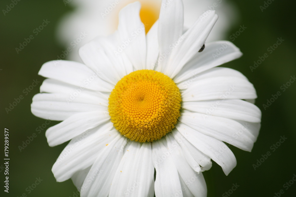 Daisy Daisy Daisy Daisy