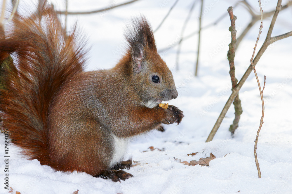 Cute fluffy squirrel eating nuts in the winter forest. Cute fluffy squirrel eating nuts in the winter forest.