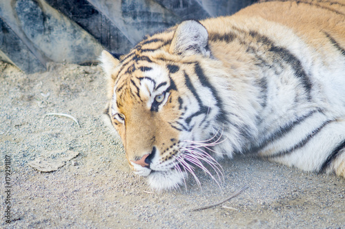 Fototapeta Naklejka Na Ścianę i Meble -  Big adult ginger tiger lying and sleeping on the tire in the zoo