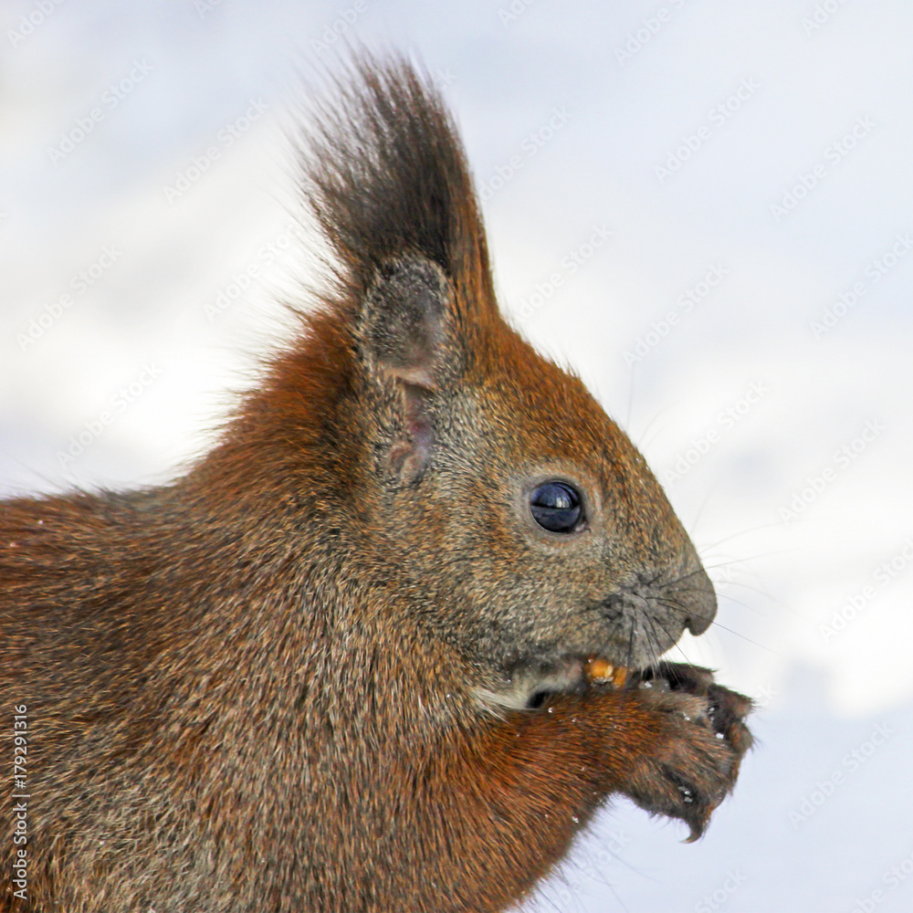 Cute fluffy squirrel eating nuts in the winter forest. Cute fluffy squirrel eating nuts in the winter forest.