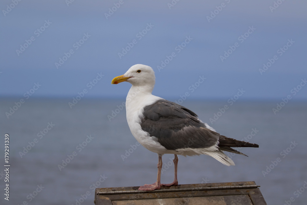 Bird sea gull along Pacific Ocean coast Bird sea gull along Pacific Ocean coast