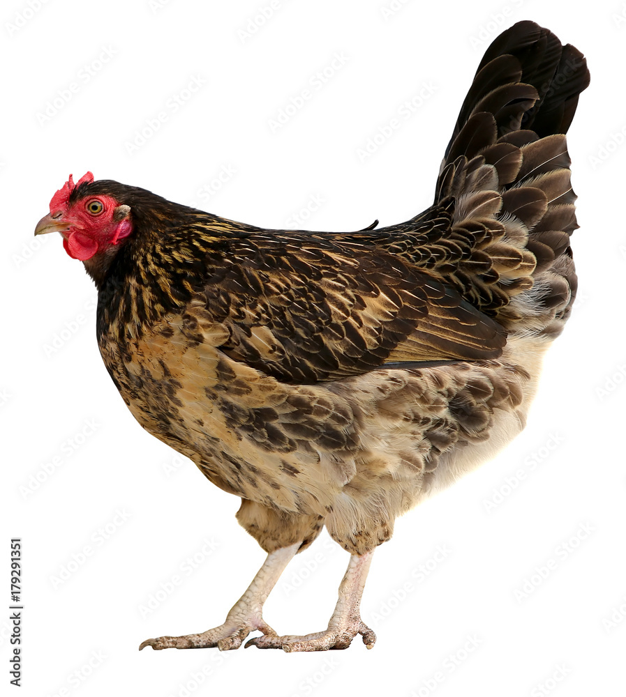 Fototapeta premium Brown hen isolated on white background.