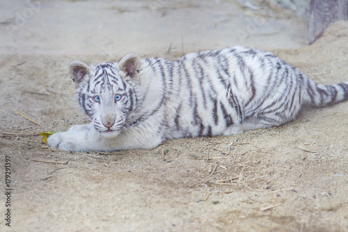 Fototapeta Naklejka Na Ścianę i Meble -  Little grey tiger lying and playing on the ground in the zoo