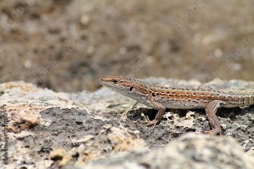  Italian wall lizard - Podarcis sicula 
